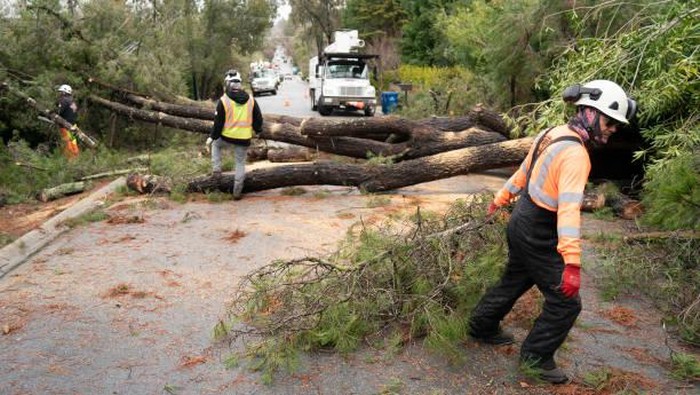 Badai musim dingin di california membuat sejumlah pohon tumbang. Pohon-pohon yang tumbang, langsung dievakuasi oleh petugas.