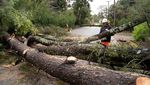 Badai Ekstrem di California Bikin Pohon-pohon Tumbang