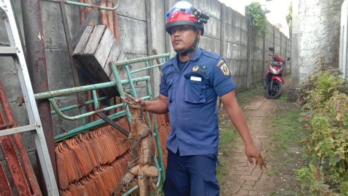 Biawak yang Berhasil Ditangkap Damkar