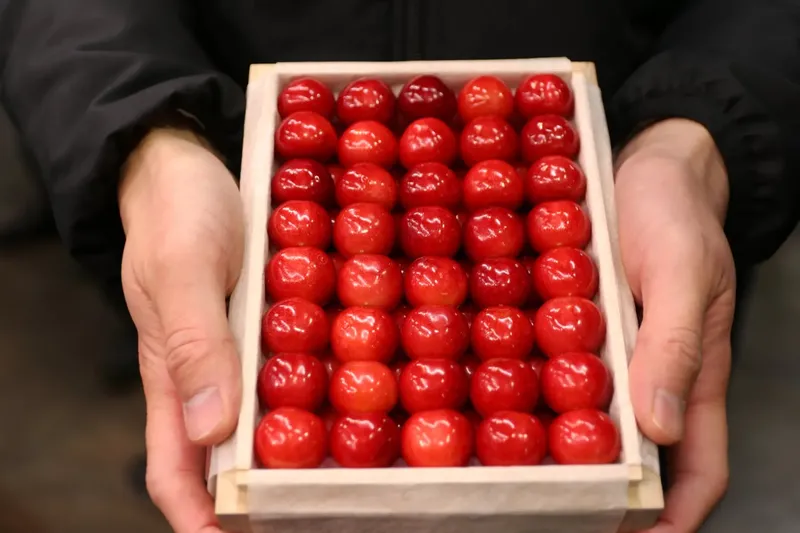 Ini Sato Nishiki, Buah Ceri yang Laku Dilelang Rp 153 Juta Sekotak