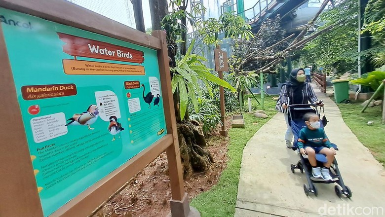 Jakarta Bird Land Ancol Pengunjung menikmati beragam aneka burung yang ada di Wahana Jakarta Bird Land Ancol, saat akhir pekan.