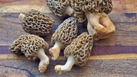 Jamur morel merupakan salah satu jamur langka yang paling banyak dicari hingga harga jualnya mencapai Rp 3,4 juta. Bahkan para petani yang menemukan jamur ini akan merahasiakannya dan menikmati bersama keluarganya saja. Foto: Grocycle