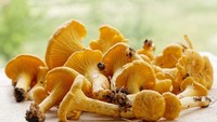 Setelah morel, jamur bernama chanterelles adalah yang paling banyak dicari dan dirahasiakan penemuannya. Saking langkanya jamur ini dibanderol seharga Rp 6 juta per kilogram. Foto: Grocycle