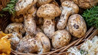 Ternyata bukan truffle yang termahal. Sebuah jamur asal Jepang bernama matsutake dengan aroma pedas dan rasa yang unik ini dijual hingga Rp 60 juta per kilogram. Foto: Grocycle