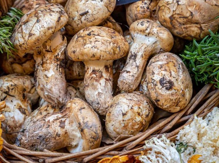 10 Jamur Termahal di Dunia, Harganya Ada yang Rp 60 Juta!