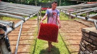 Permintaan hio dupa ini membludak hingga ke daerah Jawa hingga Kalimantan.   