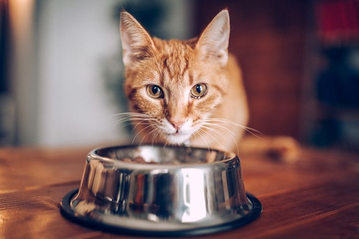 Miris! Jutawan Ini Pilih Makan Makanan Kucing untuk Berhemat