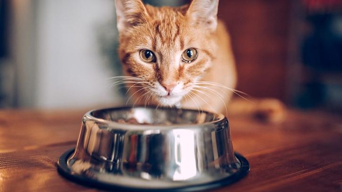 Miris! Jutawan Ini Pilih Makan Makanan Kucing untuk Berhemat