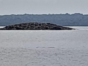 PVMBG Akan Teliti Pulau Muncul di Tanimbar Maluku Usai Gempa M 7,5