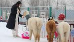 Serunya Main Bersama Alpaca yang Gemesin Banget