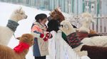 Serunya Main Bersama Alpaca yang Gemesin Banget