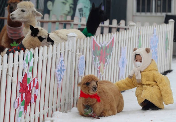 Serunya Main Bersama Alpaca yang Gemesin Banget Para turis bermain sekaligus memberi makan Alpaca di tempat ski di China. Yuk lihat keseruannya.