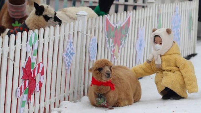 Serunya Main Bersama Alpaca yang Gemesin Banget Para turis bermain sekaligus memberi makan Alpaca di tempat ski di China. Yuk lihat keseruannya.