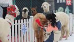 Serunya Main Bersama Alpaca yang Gemesin Banget