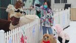 Serunya Main Bersama Alpaca yang Gemesin Banget