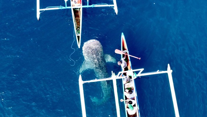 Serunya Melihat dari Dekat Hiu Paus yang Mendunia di Gorontalo Foto aerial seekor Hiu Paus berenang mendekati perahu wisata di objek wisata Desa Botubarani, Kabupaten Bone Bolango, Gorontalo, Selasa (10/1/2023). Sejak awal bulan Januari 2023. satu hingga tiga ekor Hiu Paus terlihat di objek wisata unggulan di Provinsi Gorontalo tersebut. ANTARA FOTO/Adiwinata Solihin/hp.