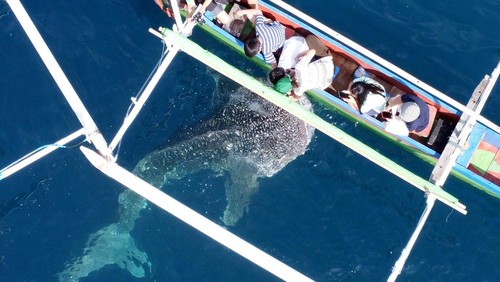 Foto aerial seekor Hiu Paus berenang mendekati perahu wisata di objek wisata Desa Botubarani, Kabupaten Bone Bolango, Gorontalo, Selasa (10/1/2023). Sejak awal bulan Januari 2023. satu hingga tiga ekor Hiu Paus terlihat di objek wisata unggulan di Provinsi Gorontalo tersebut. ANTARA FOTO/Adiwinata Solihin/hp.
