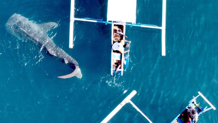 Serunya Melihat dari Dekat Hiu Paus yang Mendunia di Gorontalo Foto aerial seekor Hiu Paus berenang mendekati perahu wisata di objek wisata Desa Botubarani, Kabupaten Bone Bolango, Gorontalo, Selasa (10/1/2023). Sejak awal bulan Januari 2023. satu hingga tiga ekor Hiu Paus terlihat di objek wisata unggulan di Provinsi Gorontalo tersebut. ANTARA FOTO/Adiwinata Solihin/hp.