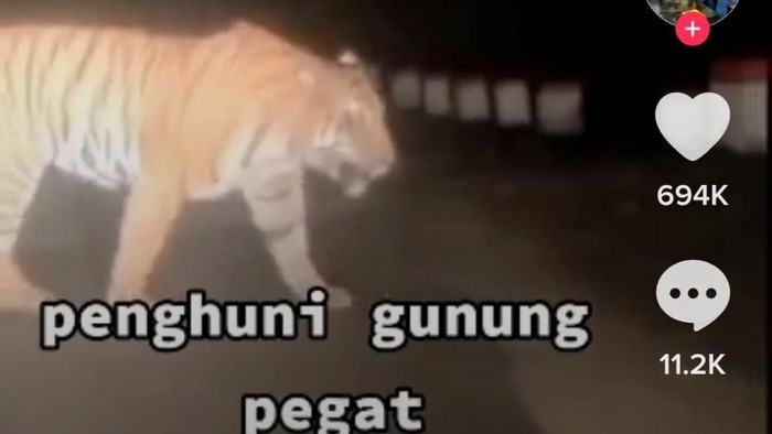 Video hoax harimau dinarasikan melintas di Gunung Pegat Wonogiri.