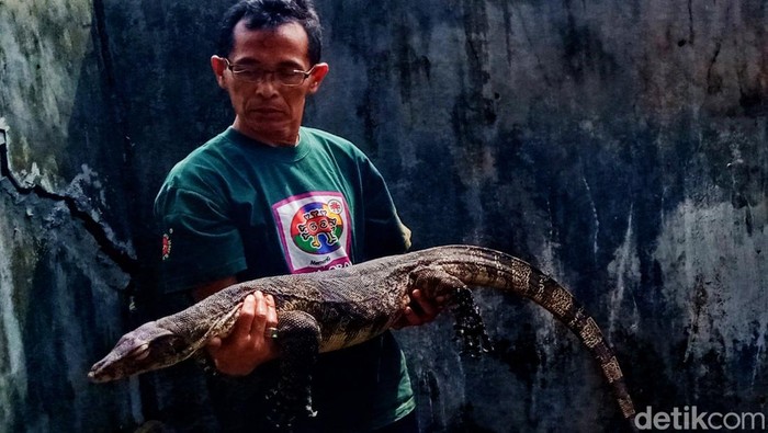 Biawak diamankan warga Dusun Cokro Kembang, Desa Daleman, Kecamatan Tulung, Klaten. Foto diunggah Rabu (11/1/2023).