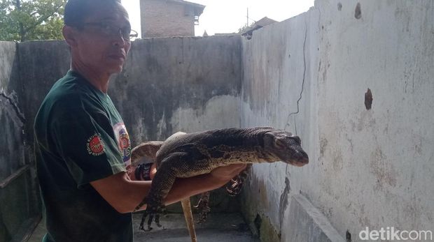 Biawak diamankan warga Dusun Cokro Kembang, Desa Daleman, Kecamatan Tulung, Klaten. Foto diunggah Rabu (11/1/2023).