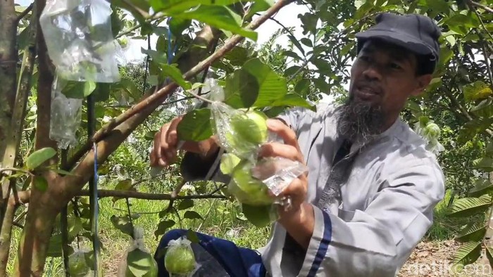 Bisnis jambu kristal di Purwakarta