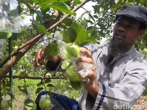 Budidaya Jambu Kristal Bisa Jadi Alternatif Bisnis Menggiurkan