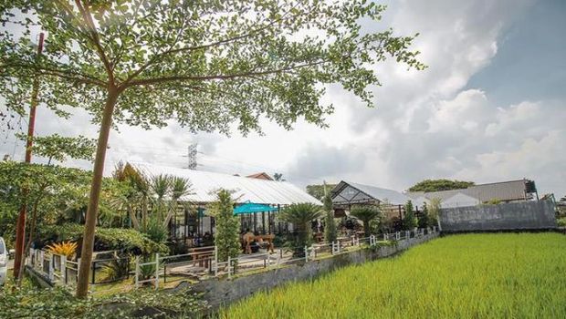 cafe dengan pemandangan sawah (istimewa)