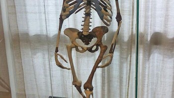 Lucy (hidup 3,2 juta tahun lalu): Fosil Lucy yang menakjubkan mendukung teori evolusi dan secara signifikan berkontribusi pada pemahaman ilmuwan tentang asal usul manusia. Tengkorak dan fragmen tulang Lucy mewakili 40% hominid betina yang hidup 3,2 juta tahun lalu. Foto: Bored Panda