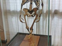 Artefak Dunia Kuno Ini Punya Fakta Menakjubkan di Baliknya