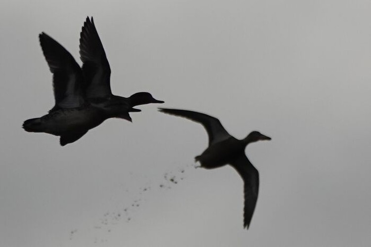 Foto burung yang gagal Foto burung yang gagal