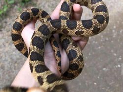 Foto Kegagalan Memotret Burung, Urung Kesal Malah Bikin Ketawa
