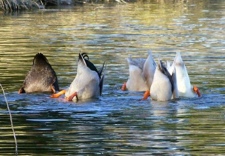 Foto burung yang gagal Foto burung yang gagal