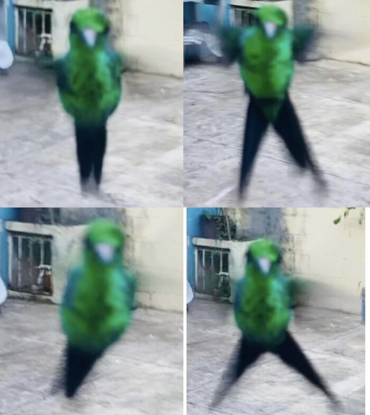 Foto burung yang gagal Foto burung yang gagal
