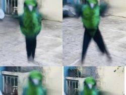Foto Kegagalan Memotret Burung, Urung Kesal Malah Bikin Ketawa