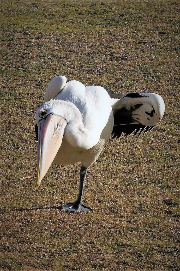 Foto burung yang gagal Foto burung yang gagal