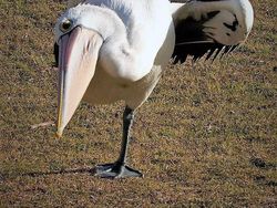 Foto Kegagalan Memotret Burung, Urung Kesal Malah Bikin Ketawa