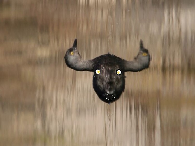 Foto burung yang gagal Foto burung yang gagal