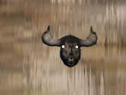Foto Kegagalan Memotret Burung, Urung Kesal Malah Bikin Ketawa