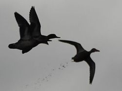 Foto Kegagalan Memotret Burung, Urung Kesal Malah Bikin Ketawa