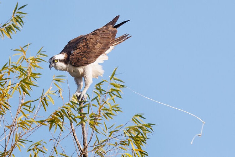 Foto burung yang gagal