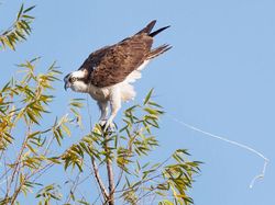 Foto Kegagalan Memotret Burung, Urung Kesal Malah Bikin Ketawa