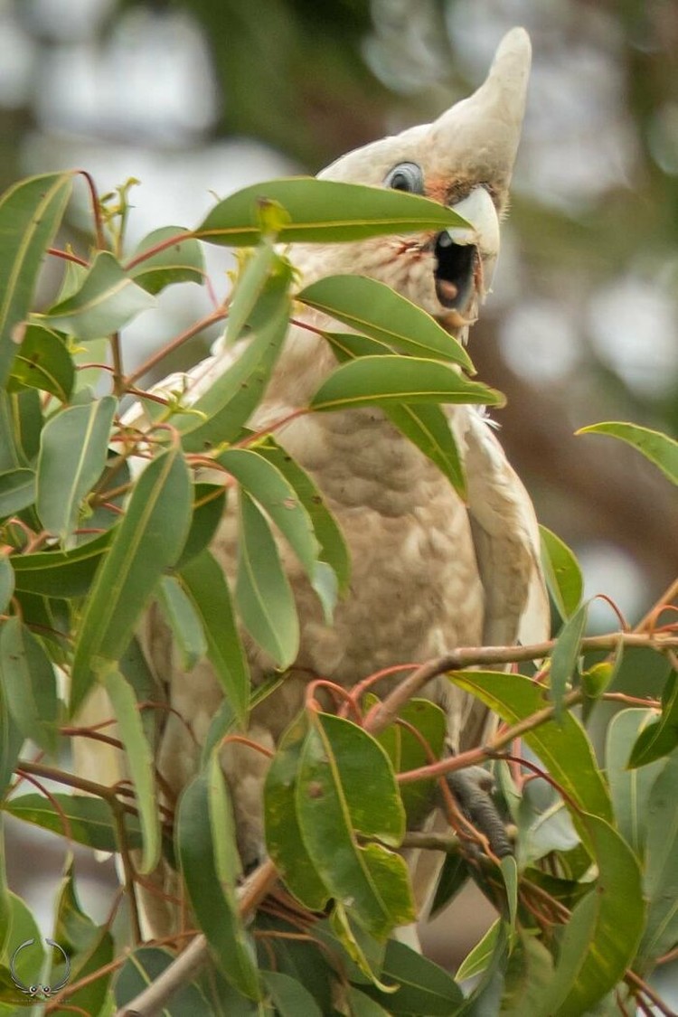 Foto burung yang gagal Foto burung yang gagal