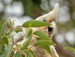 Foto Kegagalan Memotret Burung, Urung Kesal Malah Bikin Ketawa