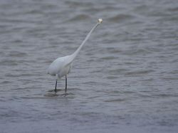 Foto Kegagalan Memotret Burung, Urung Kesal Malah Bikin Ketawa