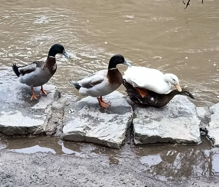 Foto burung yang gagal Foto burung yang gagal