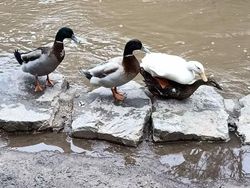 Foto Kegagalan Memotret Burung, Urung Kesal Malah Bikin Ketawa