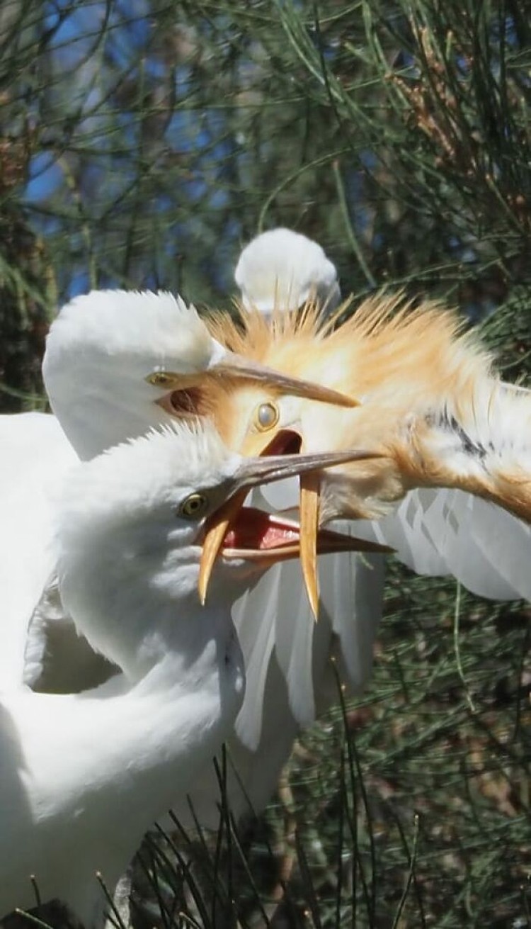 Foto burung yang gagal Foto burung yang gagal