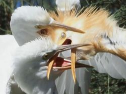Foto Kegagalan Memotret Burung, Urung Kesal Malah Bikin Ketawa
