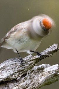Foto burung yang gagal